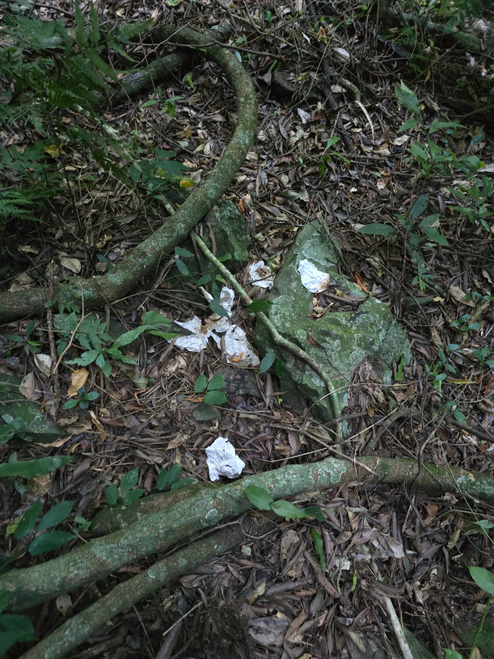 Papel higiênico deixado em área de escalada